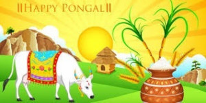 Pongal Celebration in Tamil Nadu: A Festive Tapestry of Tradition and Joy